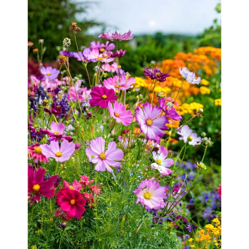 900Pcs Mix Wildflower Seeds perfect for mass sowing in yard vacant margins, garden open gaps and large bare ground spots
