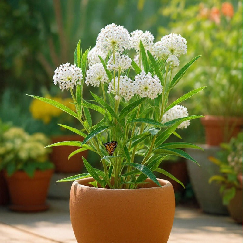 200pcs Milkweed Seeds for planting in residential garden beds and private open yard spaces