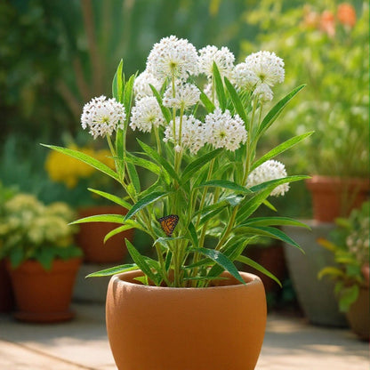200pcs Milkweed Seeds for planting in residential garden beds and private open yard spaces