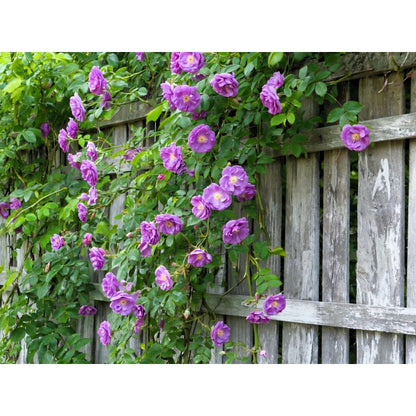 150Pcs Arching Growth Climbing Potential Rose Seeds Ideal For Trellises And Walls
