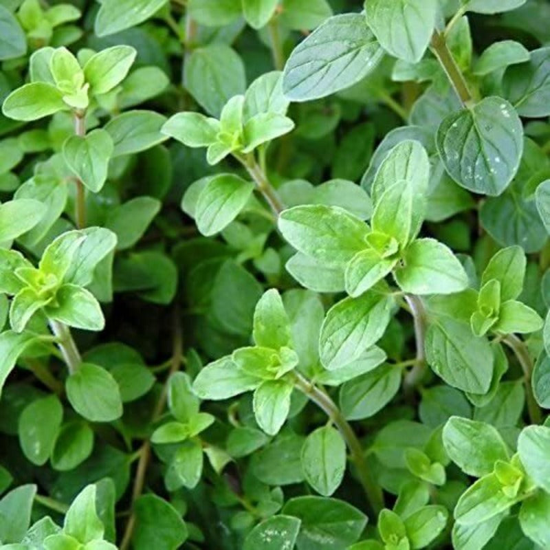 1000pcs Oregano Seeds Simple to Grow add soft bushy ornamental charm to plain yard and garden landscapes