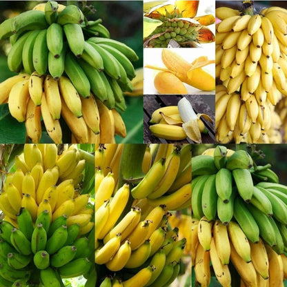 100Pcs Banana Seeds Easy To Grow With Flexible Sunlight Needs Suitable For Bright And Partially Shaded Areas