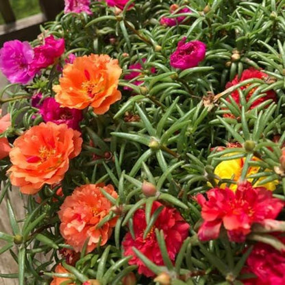 1000pcs Moss Rose Seeds Serene Display For Home Gardens Simple To Cultivate