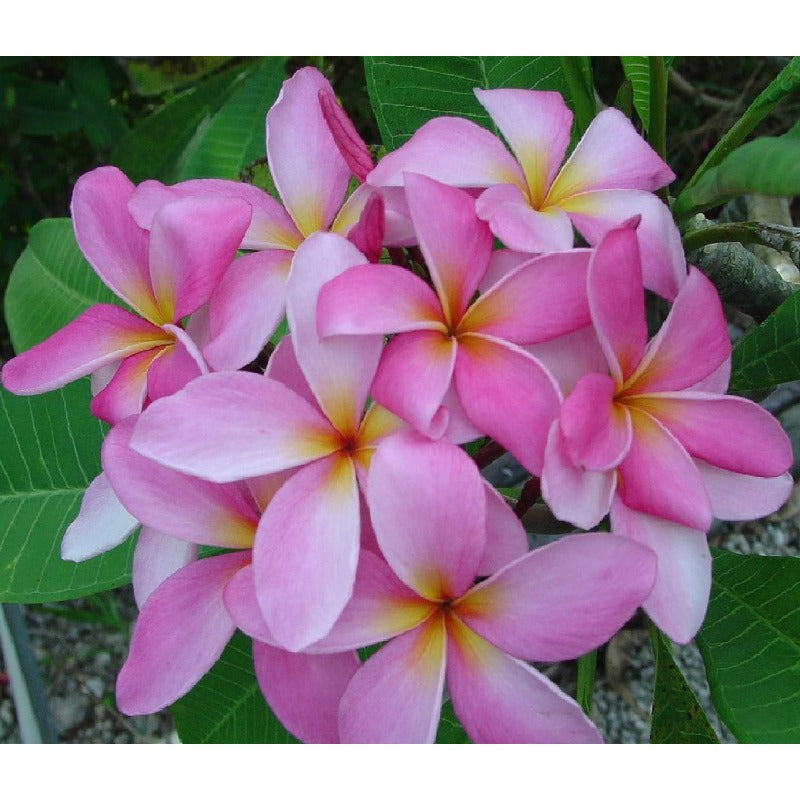 100pcs Pink Plumeria Suitable for beginner planting Plumeria Seeds suited for yard and courtyard tropical cultivation