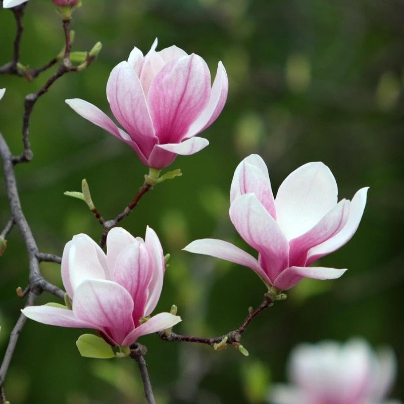 30pcs Magnolia Seeds for Planting - Perennial Yulania Magnoli Denudata Flower Tree, Fragrant Heirloom White Blooms for Home Garden Outdoor