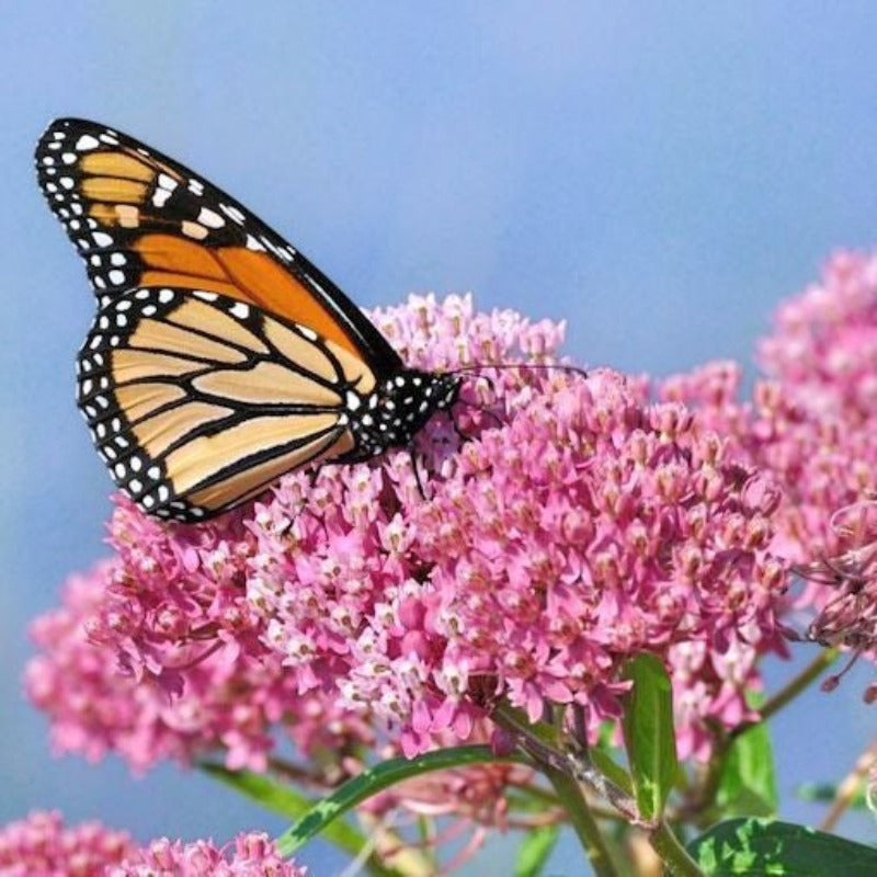190Pcs Milkweed Seeds for planting in sunny courtyards, open garden beds and expansive terrace edges