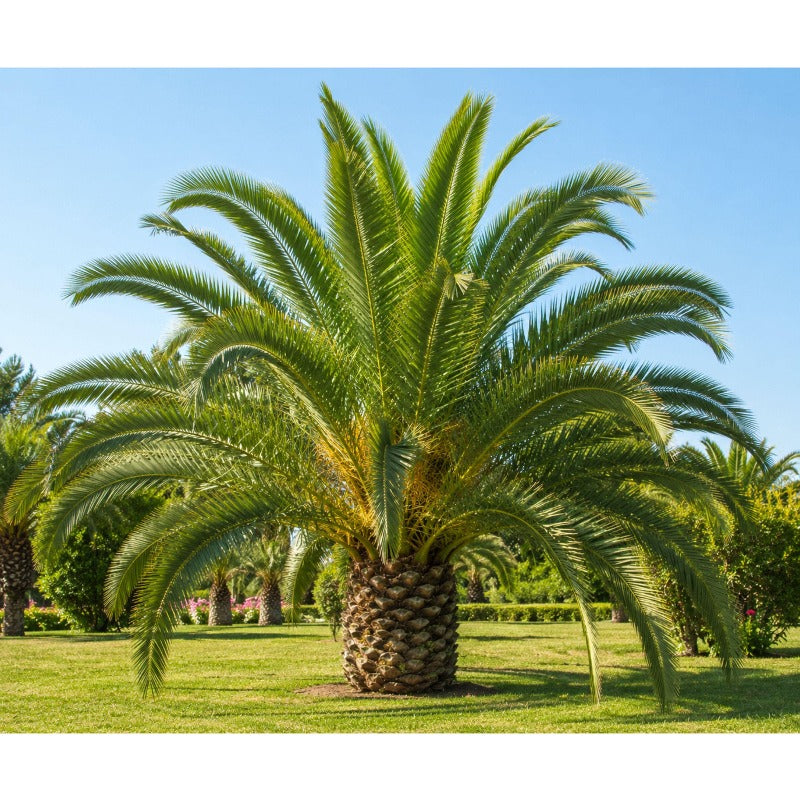 10pcs Beginner-Fan-Shaped Leaves with Palm Tree Seeds for Balcony Patio Plant