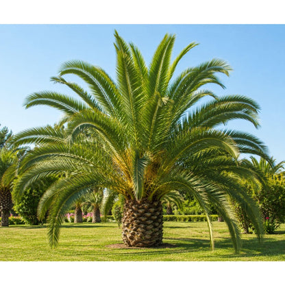 10pcs Beginner-Fan-Shaped Leaves with Palm Tree Seeds for Balcony Patio Plant