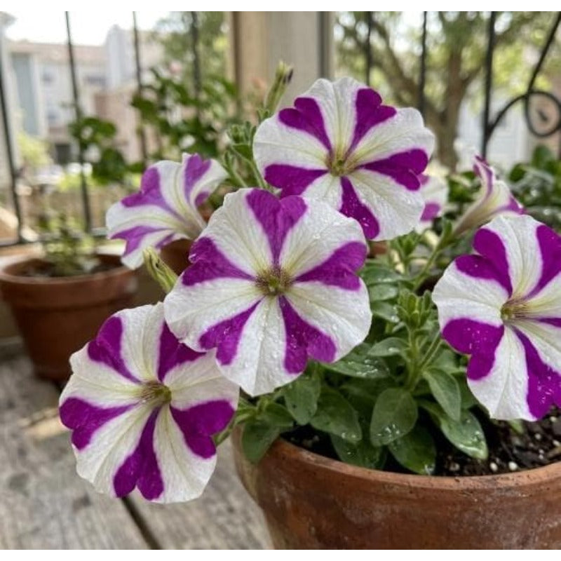 3000pcs Petunia Seeds,  Pink White Star Bicolor Flower Seeds Pots Garden