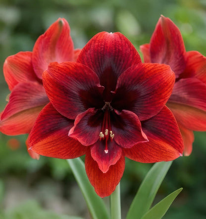 88pcs Red Amaryllis seeds from outdoor garden easy to planting