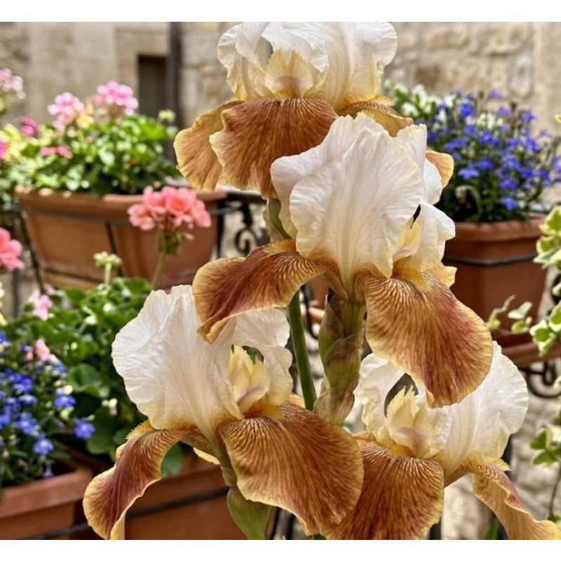 98Pcs Iris Seeds maintain steady vigorous growth through fluctuating seasonal temperature patterns