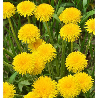 1000Perennial Mixed Dandelion Flower Seeds for Planting Outdoor Garden Flower Plant Non-GMO