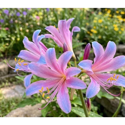 100Pcs Lily Seeds Easy Grow Mounding Blue Pink Lycoris Perennial