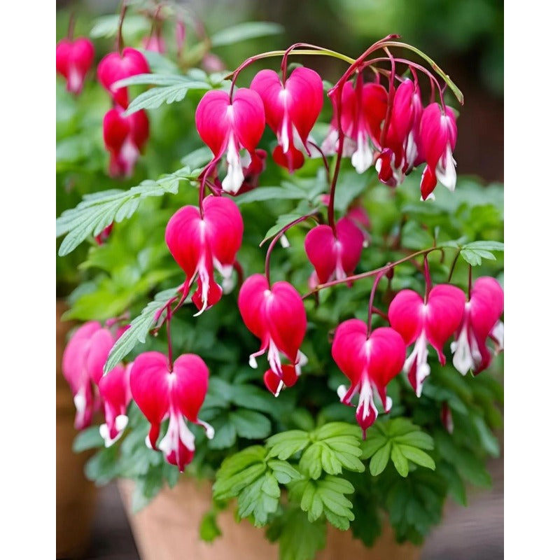 25pcs Ideal for Woodland Gardens Vigorous Growing Bleeding Heart Peony Seeds