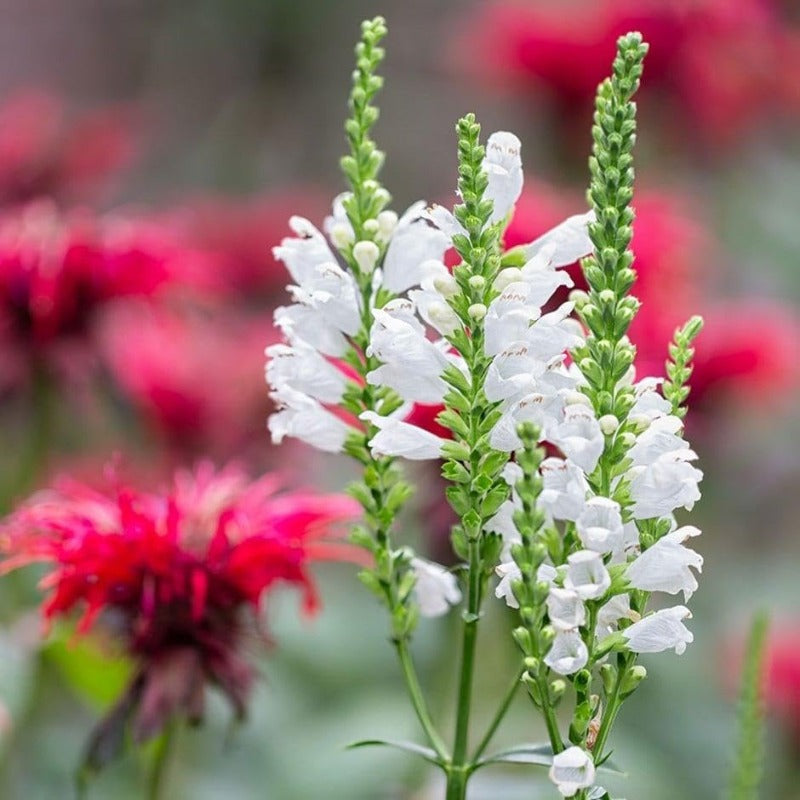150pcs Obedient Plant Seeds Friendly for new gardeners grow into full upright clumps with elegant stacked seasonal bloom formation