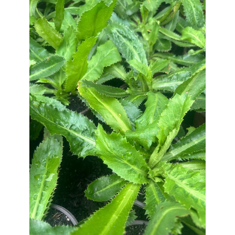 200pcs Straightforward Growing Culantro Seeds ideal for lining garden bed perimeters, container edges and shaded patio grounds