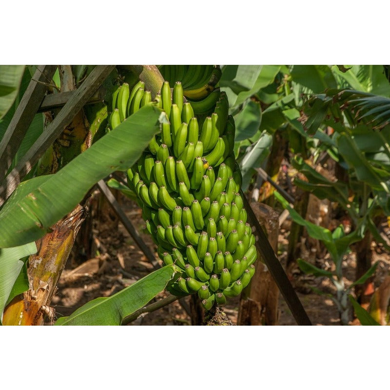 90Pcs Simple To Plant And Naturally Exotic Banana Seeds Complement Any Type Of Outdoor Home Decor
