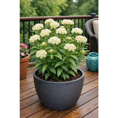 200pcs Milkweed Seeds for planting in residential garden beds and private open yard spaces