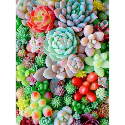 1000pcs Mixed Succulent Seeds Flowering Succulent Mix | Non GMO Garden & Bonsai Plants