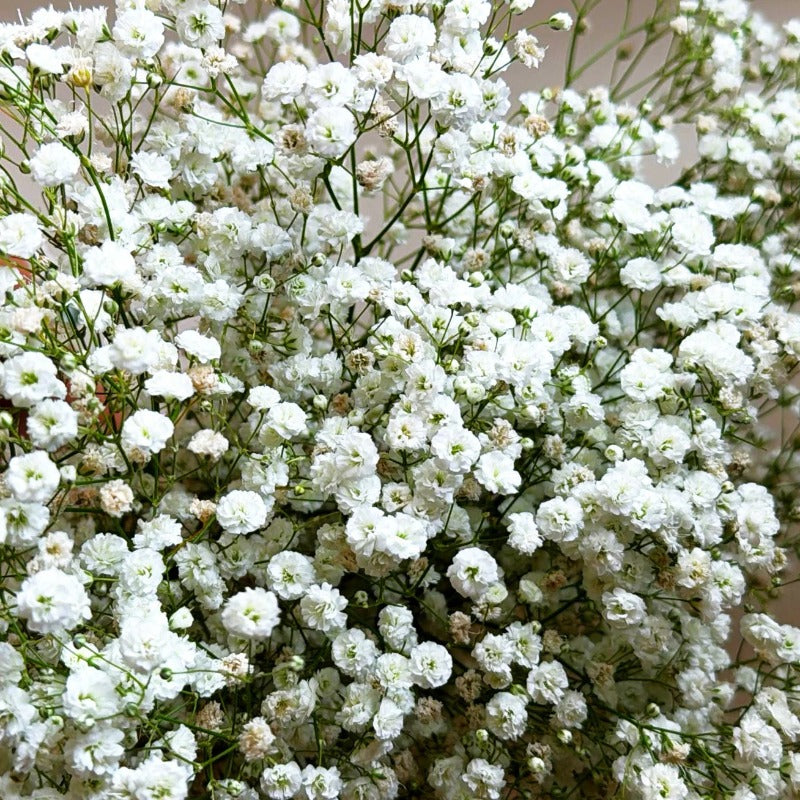100pcs Gypsophila Seeds Friendly for new gardeners grow into full billowy mounded clumps with prolonged seasonal blooming features