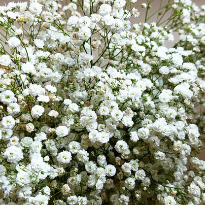 100pcs Gypsophila Seeds Friendly for new gardeners grow into full billowy mounded clumps with prolonged seasonal blooming features