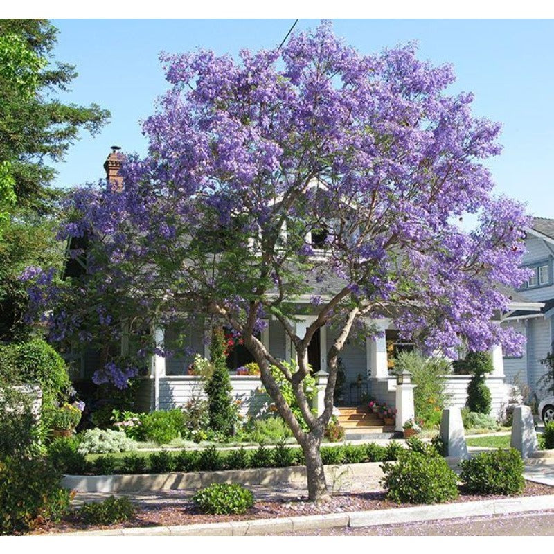 50pcs With Jacaranda Tree Seeds, Quick Growing Subtropical Tree for Outdoor Yard