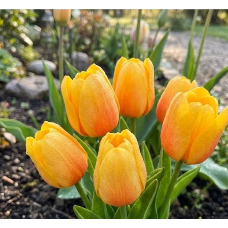 200pcs Yellow Orange Tulip seeds Vibrant Sunny Bloom