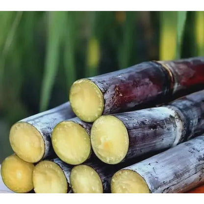 40Pcs Sugar Cane Seeds Simple To Care For And Ideal For Garden Borders And Large Landscape Edge Plantings