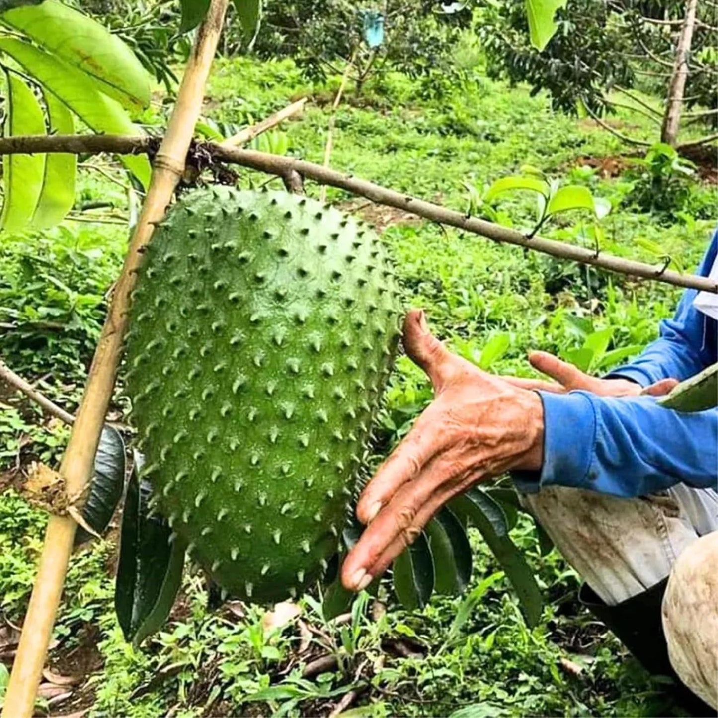 10Pcs Soursop Pawpaw Seeds Simple To Grow Resists Mild Stressful Warm Weather Conditions