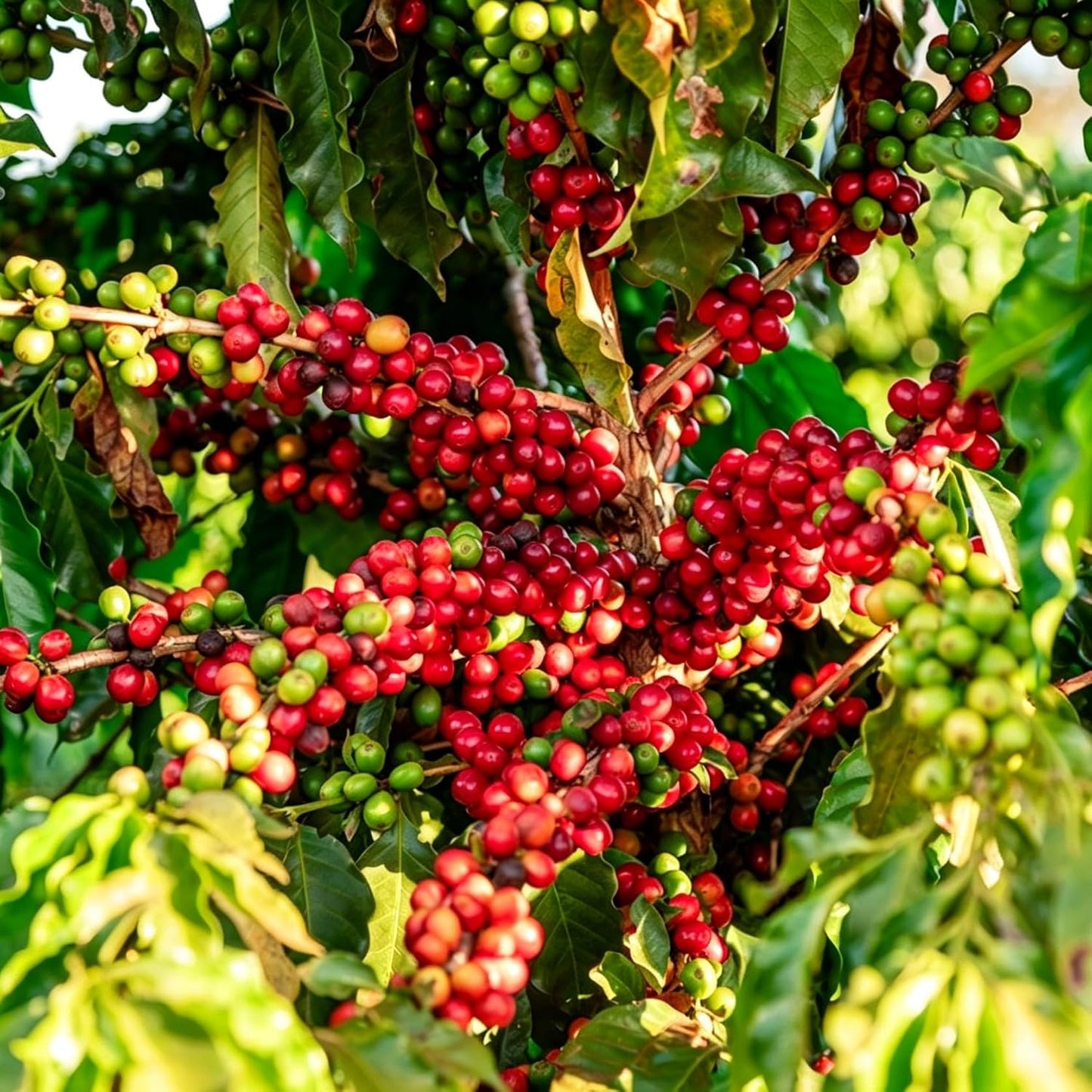 30Pcs Coffee Bean Trees Seeds for Planting Perennial Coffee Seeds Plants, Non-GMO Heirloom Premium Beauty Flowers Plants for Home Garden Outdoors