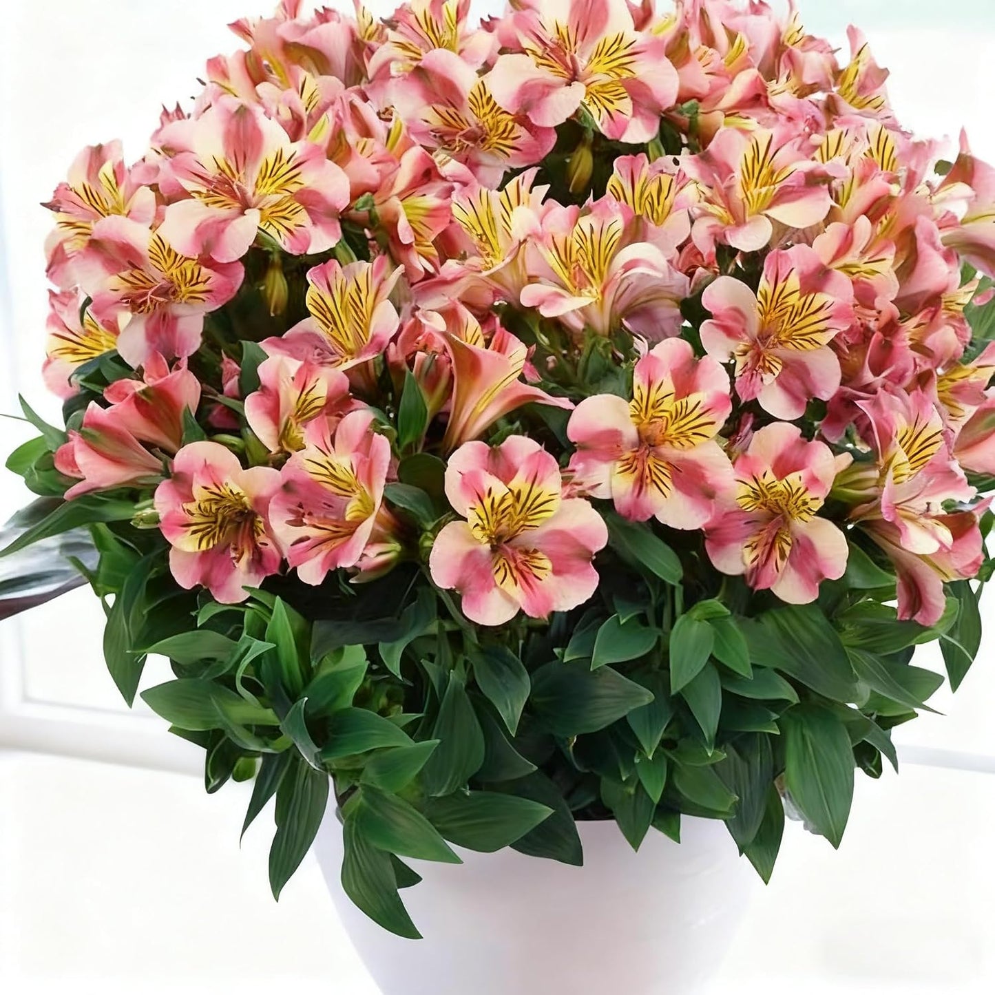 100pcs Lily Seeds for Planting, Mixed Perennial  Flowers Seeds, Non-GMO Heirloom Alstroemeria Seed for Home Garden Outdoor