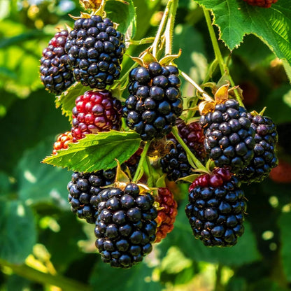 198Pcs BlackBerry Seeds for Planting - Non-GMO Seeds Plant for Garden Outdoor - Sweet,Healthy Fruit