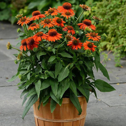 200pcs Perennial Hardy Double ConeFlower Seeds Plants, Non-GMO Heirloom Hummingbirds Open Pollinated Flowers for Home Garden Outdoors