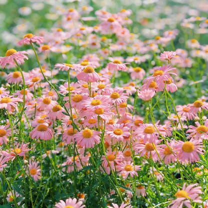 200Pcs Daisy Flower Seeds for Planting Perennial Flower Plants, Non-GMO Heirloom Seed for Outdoors Garden