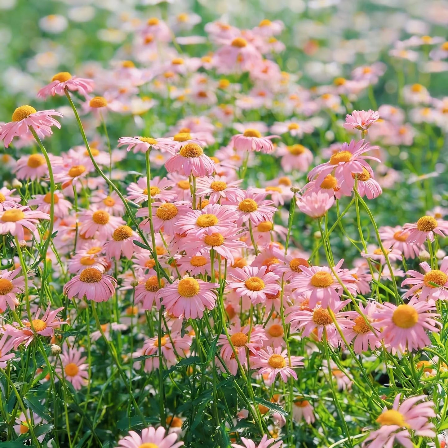 1000Pcs Mix Daisy Seeds possess resilient growth traits for stable ornamental display across growing seasons
