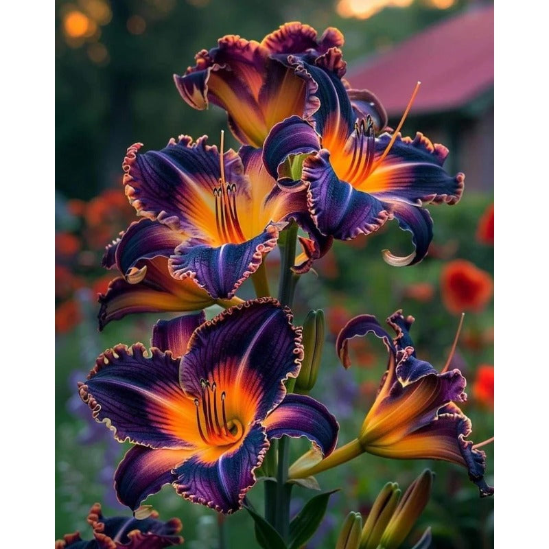 100pcs Blackstone Lily seeds for Planting – Deep Burgundy Black Asiatic Lily Flowers – Hardy Perennial Summer Blooms – Dramatic Garden Accent