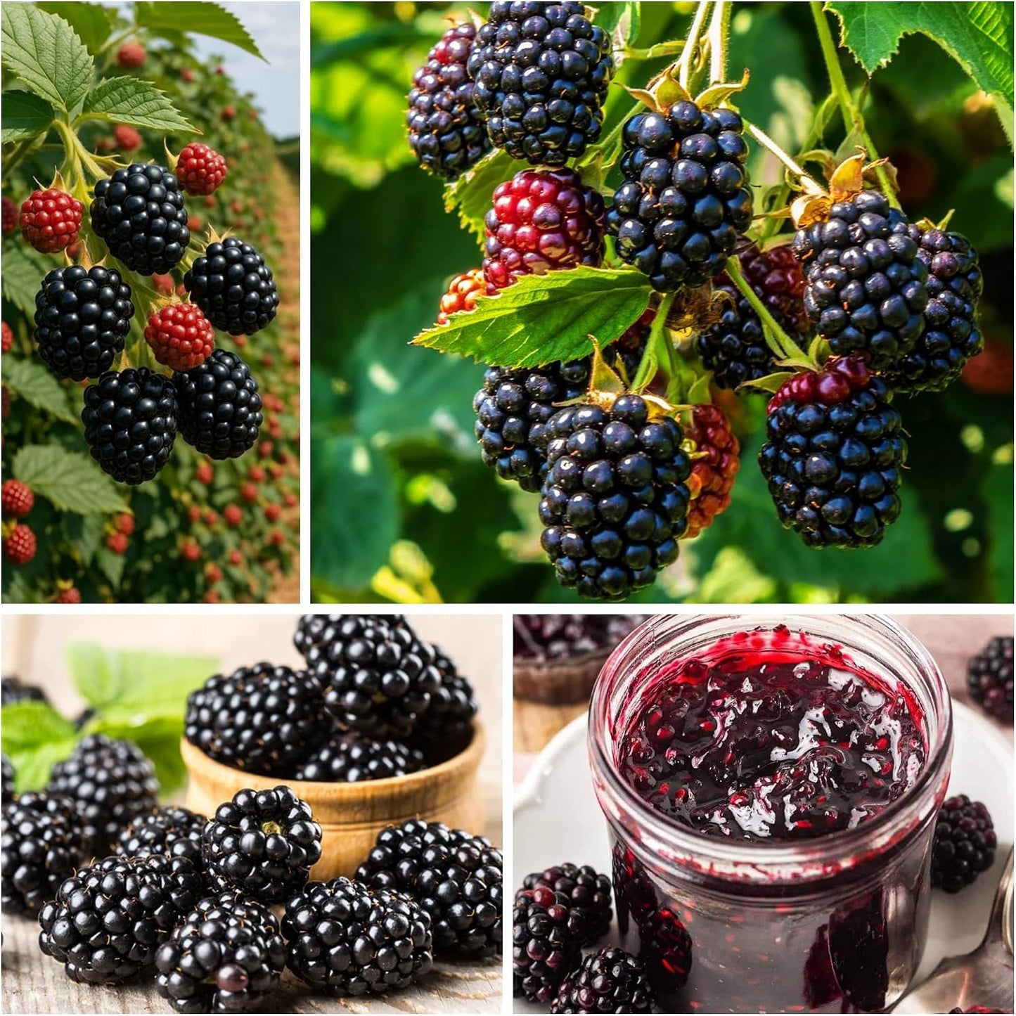 198Pcs BlackBerry Seeds for Planting - Non-GMO Seeds Plant for Garden Outdoor - Sweet,Healthy Fruit