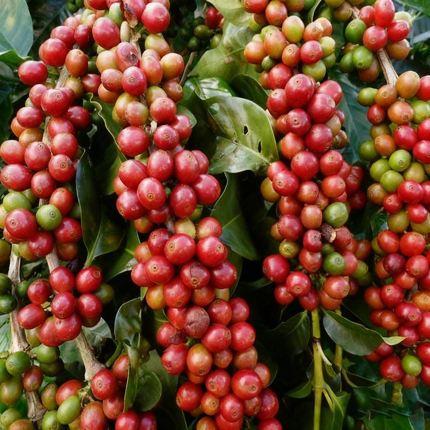 29Pcs Perfect For Simple And Enjoyable Growing Coffee Seeds Easy To Grow For Home Hobbyists