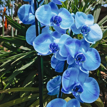 100pcs Mix Orchid Seeds for Planting - Butterfly Orchid Plants Flower Seeds Home Decoration Flowers Plants