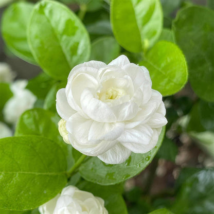 90Pcs Gardenia Seeds Fragrant Perennial Climbing Vine Shrub Bush for Indoor Outdoor Home Garden