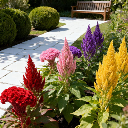 98Pcs Celosia Seeds simple to grow in decorative planters, elevated beds and open garden display nooks