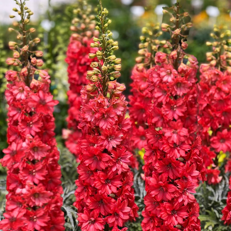 Scarlet Spire Rocket Larkspur Delphinium Seeds - 200 seeds Flowers Garden Border Tall Flower Grow Your Own Home Farm Patio Healthy