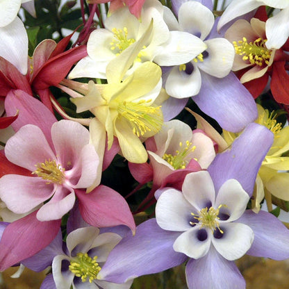 200Pcs Columbine Seeds Long Blooming Season Summer Bloom Spring Planting Graceful Arching Growth