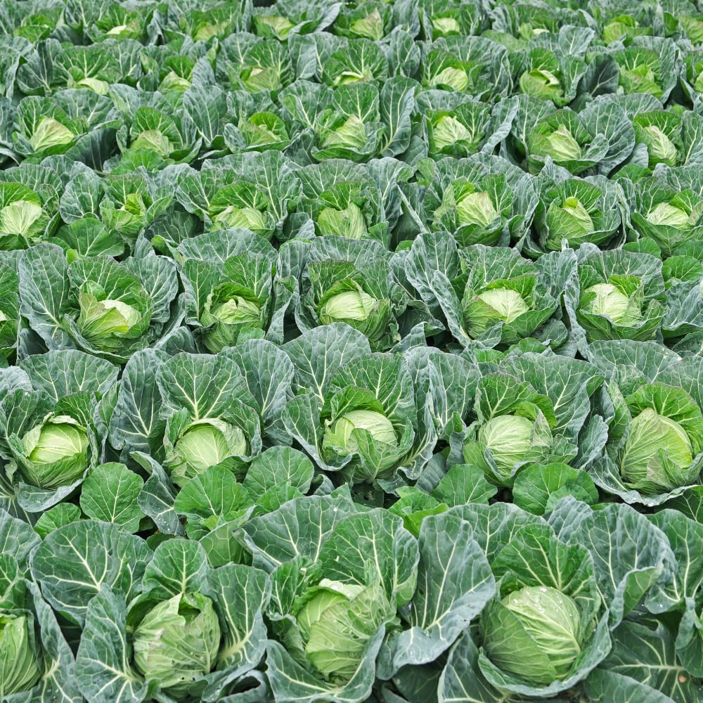 200pcs Cabbage Seeds Friendly for new gardeners grow into full rounded rosette form with steady seasonal growth renewal features