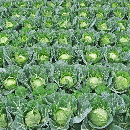 200pcs Cabbage Seeds Friendly for new gardeners grow into full rounded rosette form with steady seasonal growth renewal features