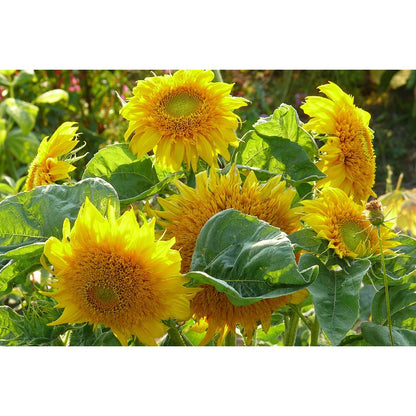 100Pcs Easy to Cultivate Sunflower Seeds match naturally with casual cottage and rustic yard design styles