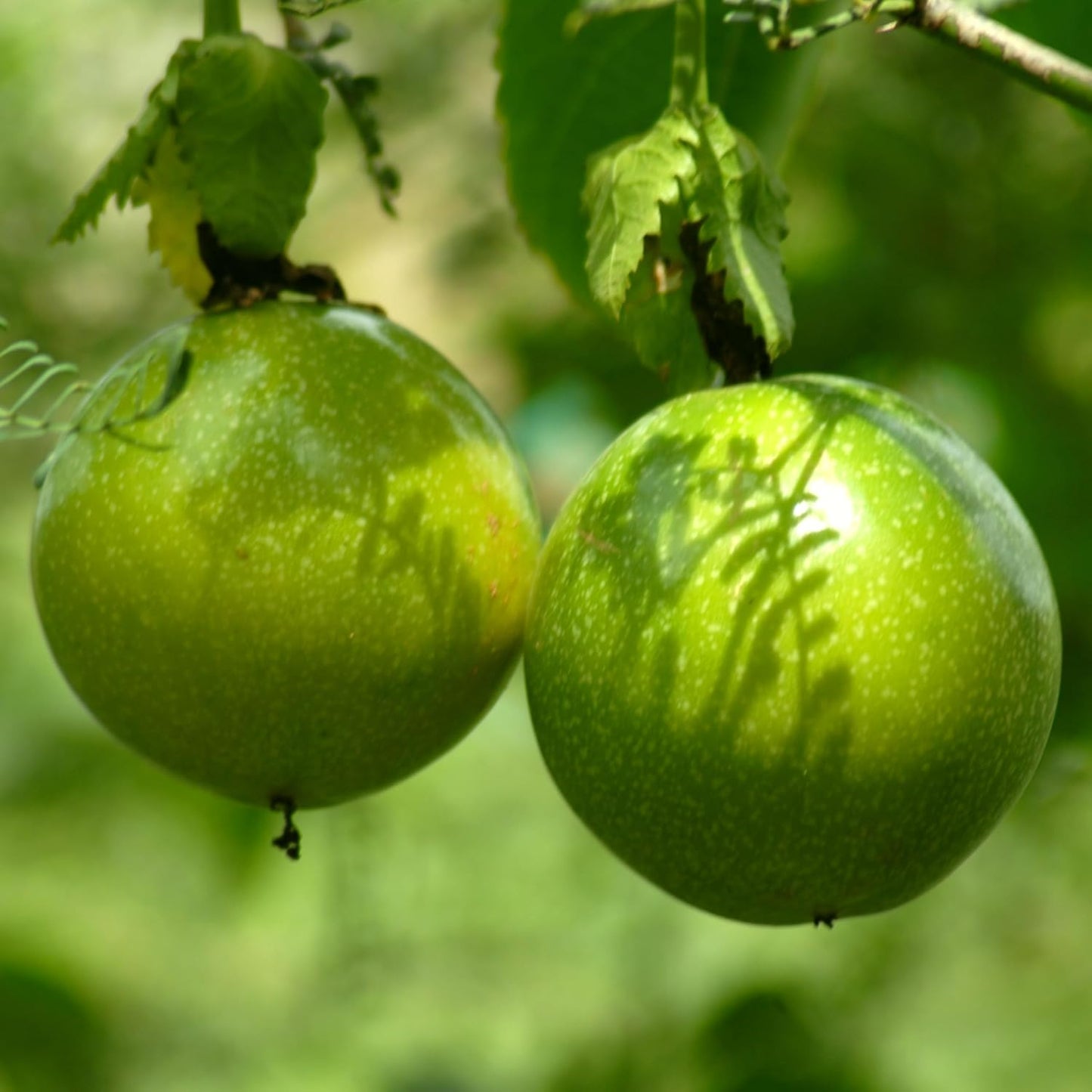 87Pcs Passion Fruit Seeds for Planting,  Fast-Growing Sweet Fruit for Home Garden