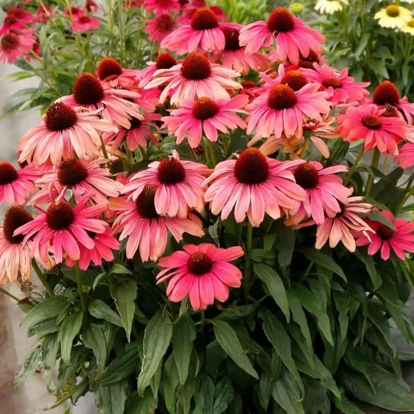200pcs Pink Coneflower Seeds – Non-GMO Heirloom Echinacea for Pollinator-Friendly Perennial Gardens