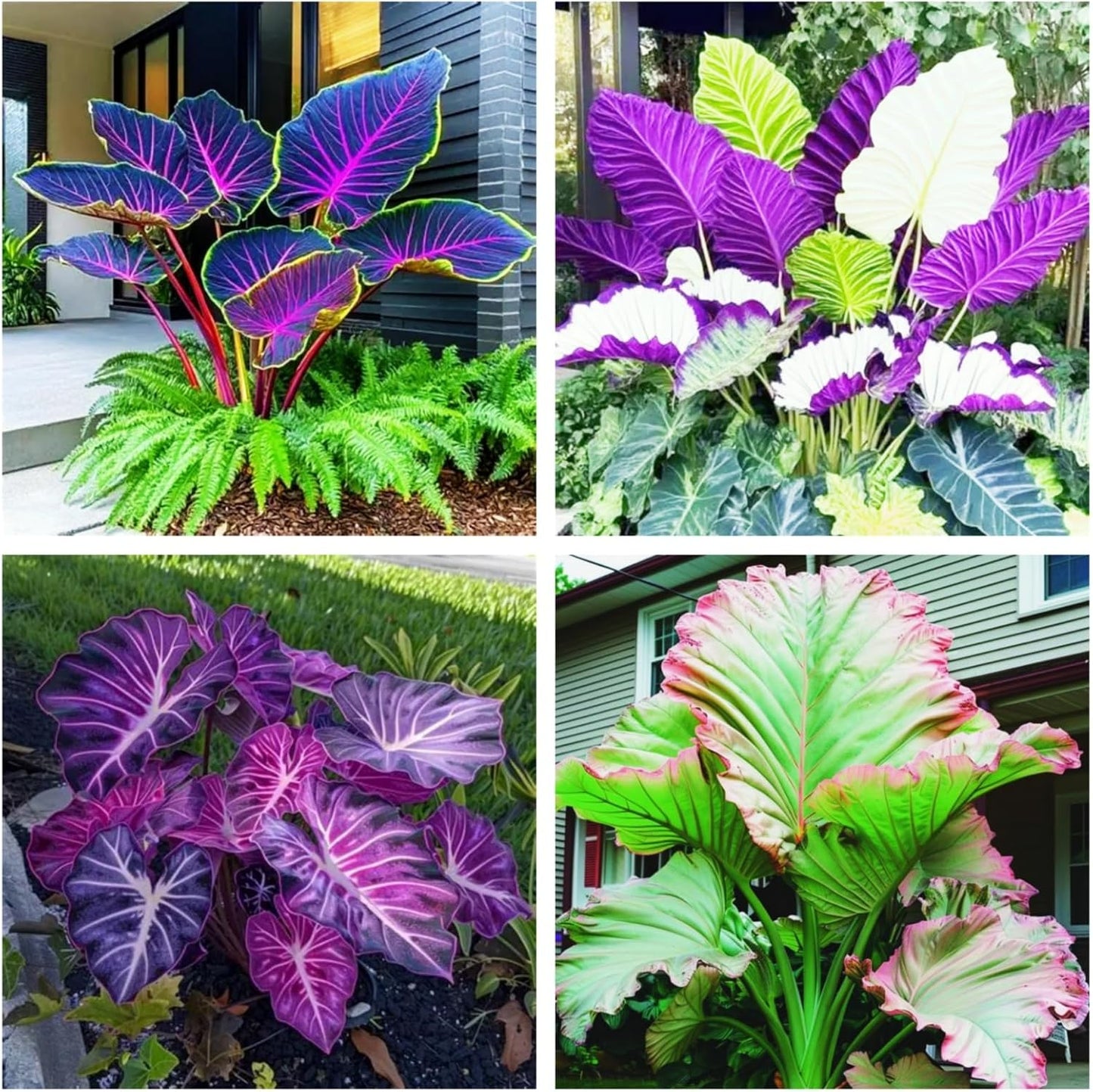 100pcs Elephant Ears seeds Balcony Garden Ornament Low Maintenance Tropical Houseplant
