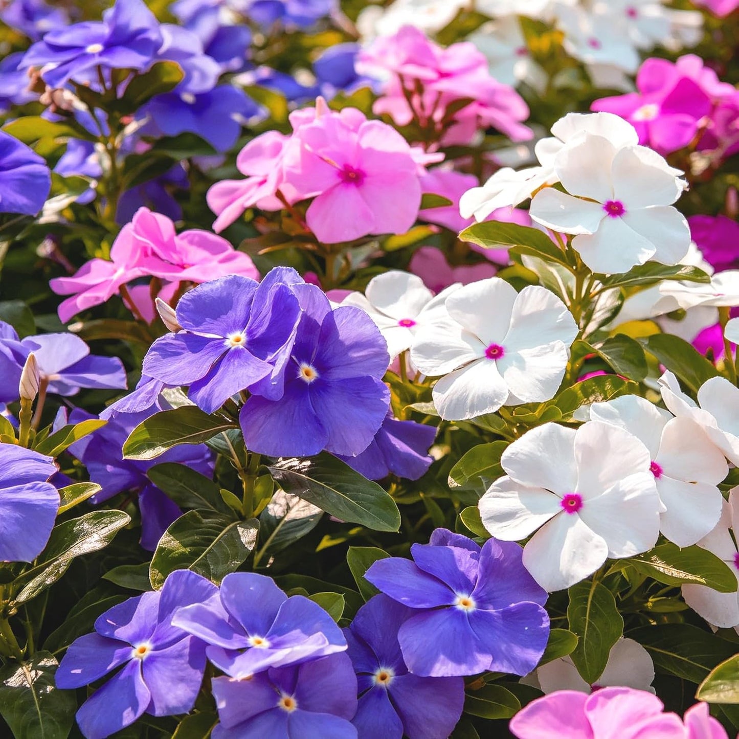 Perennial Vinca Periwinkle Flower Seed, 100pcs Mixed Vinca Periwinkle Flower Seeds, Ground Cover Seeds for Home Garden and Outdoor